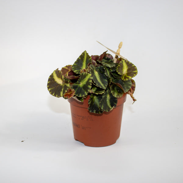 Begonia cleopatrae Ø10.5cm H15cm