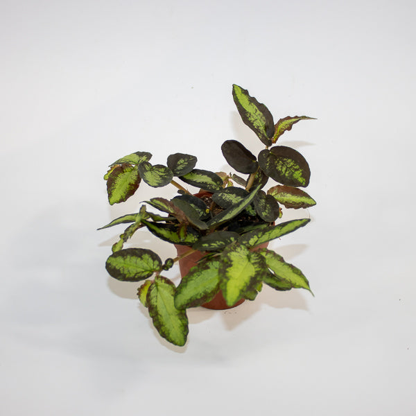 Pellionia repens Ø8.5cm H20cm