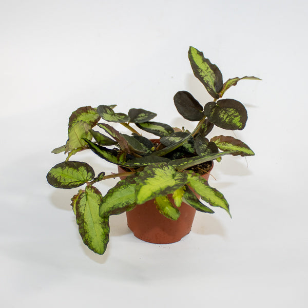Pellionia repens Ø8.5cm H20cm