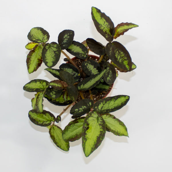 Pellionia repens Ø8.5cm H20cm