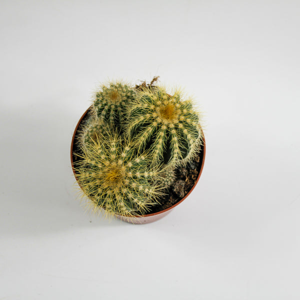 Bolcactus D Ø8.5cm H20cm