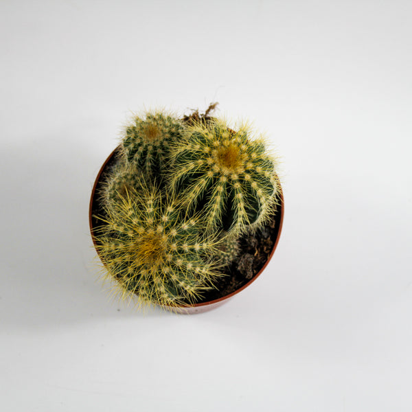 Bolcactus D Ø8.5cm H20cm