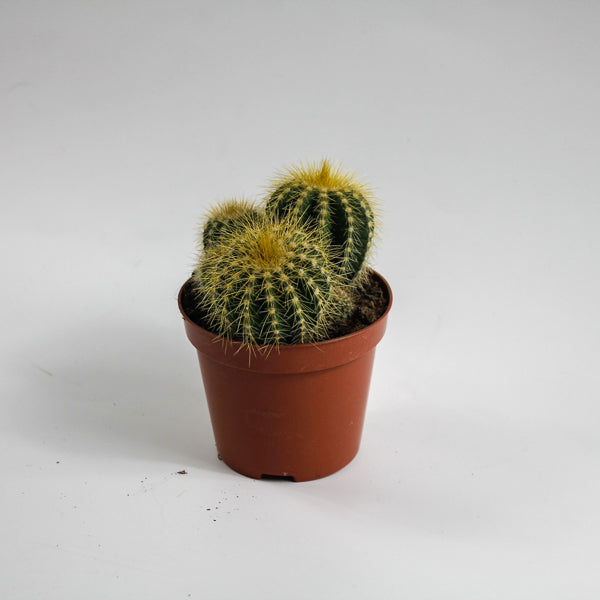 Bolcactus D Ø8.5cm H20cm