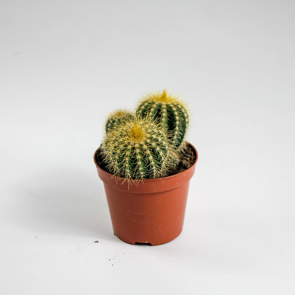 Bolcactus D Ø8.5cm H20cm