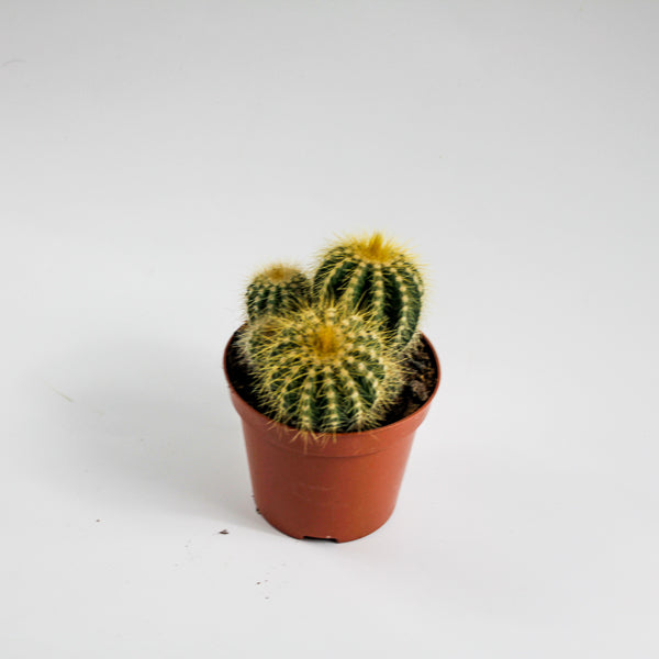 Bolcactus D Ø8.5cm H20cm