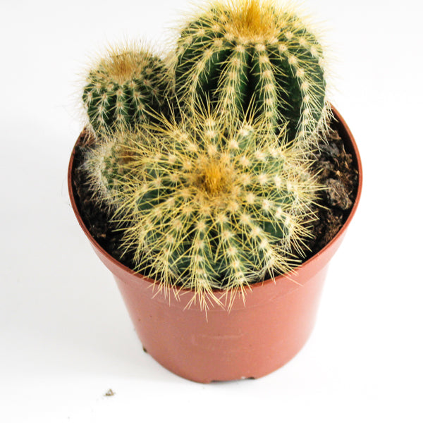 Bolcactus D Ø8.5cm H20cm