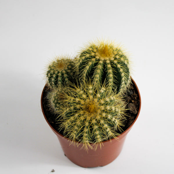 Bolcactus D Ø8.5cm H20cm