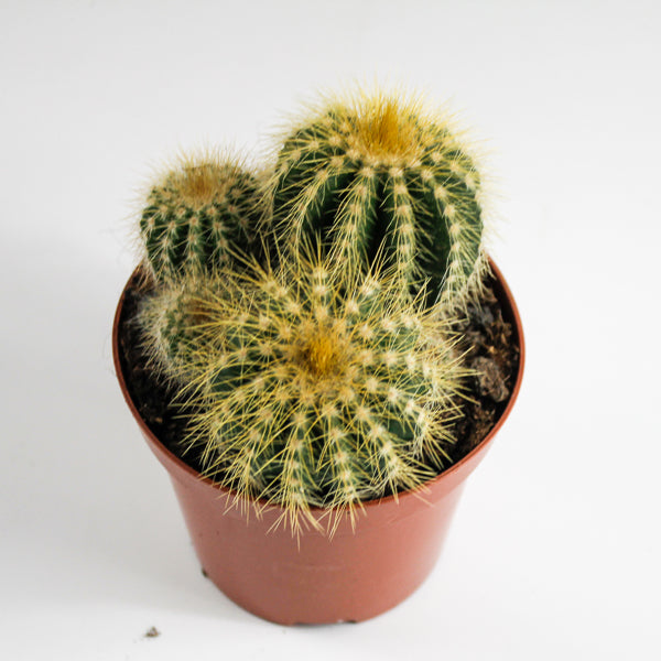Bolcactus D Ø8.5cm H20cm