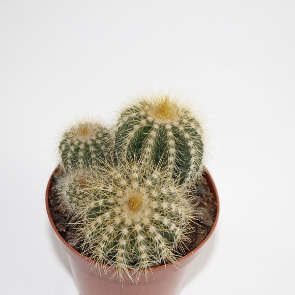 Bolcactus D Ø8.5cm H20cm