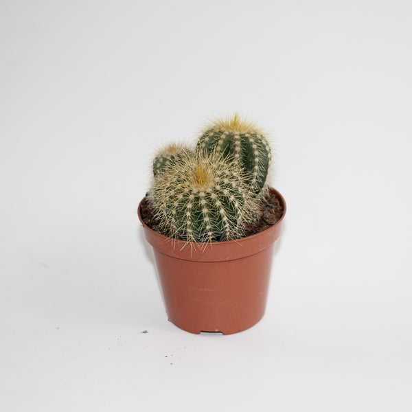 Bolcactus D Ø8.5cm H20cm