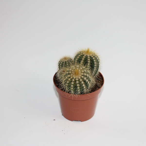 Bolcactus D Ø8.5cm H20cm