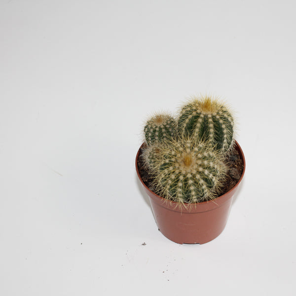 Bolcactus D Ø8.5cm H20cm