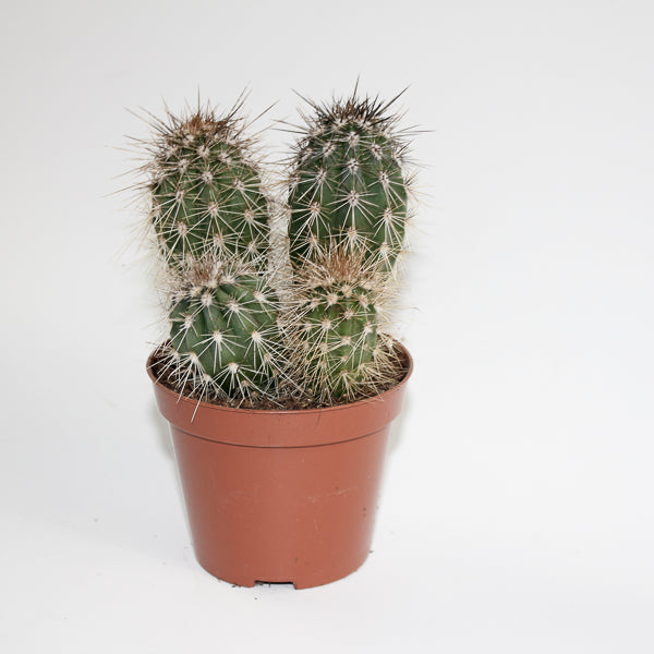 Cereus cactus B Ø8.5cm H20cm