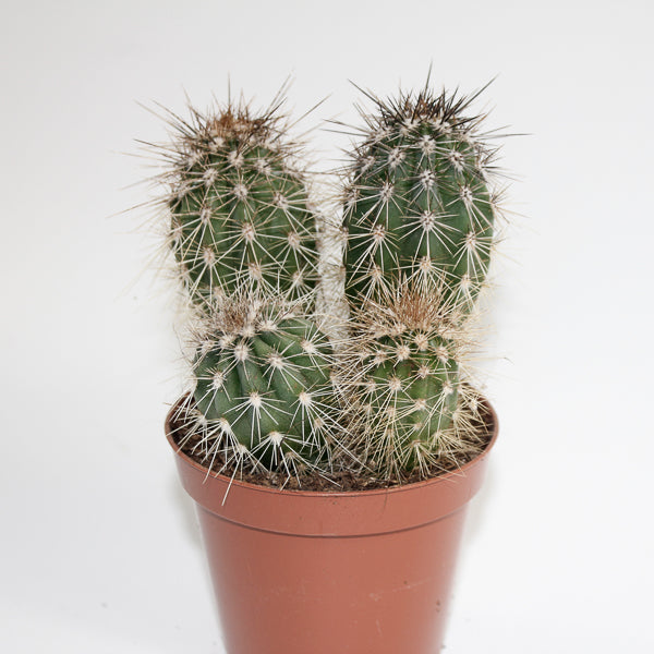 Cereus cactus B Ø8.5cm H20cm