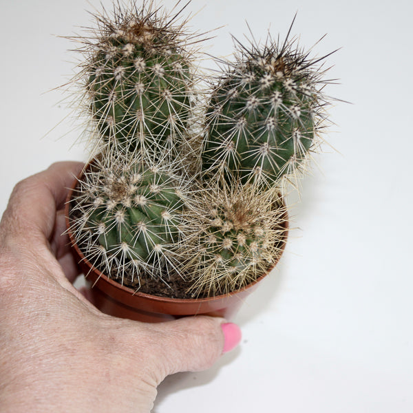 Cereus cactus B Ø8.5cm H20cm