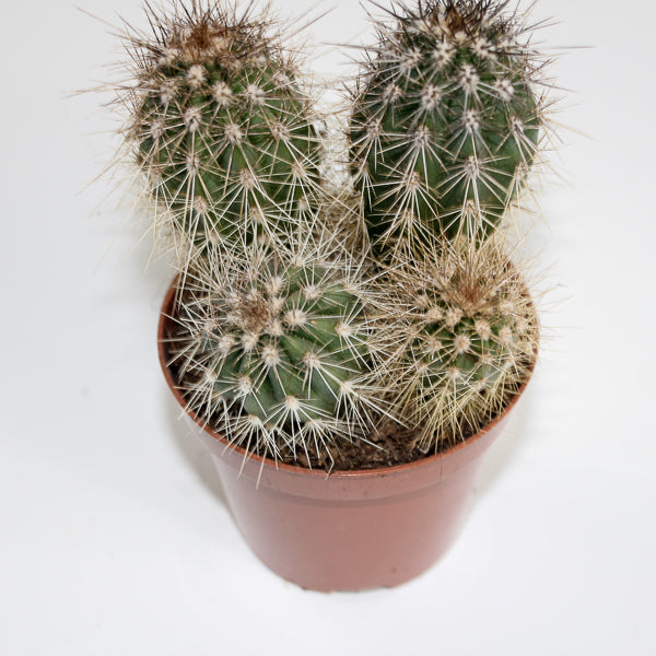 Cereus cactus B Ø8.5cm H20cm