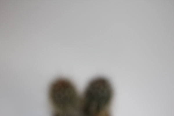 Cereus cactus B Ø8.5cm H20cm