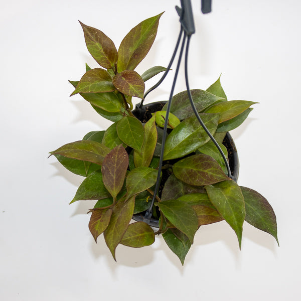 Hoya 'Sunrise' Ø14cm H35cm