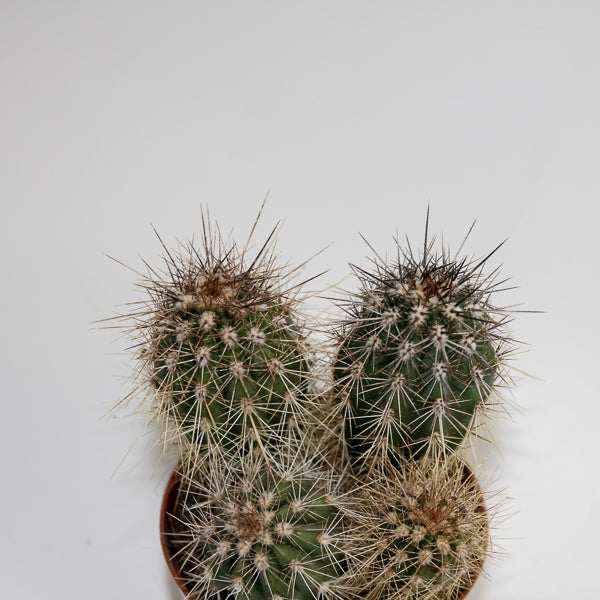 Cereus cactus B Ø8.5cm H20cm