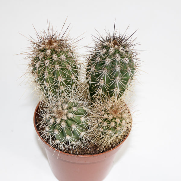 Cereus cactus B Ø8.5cm H20cm