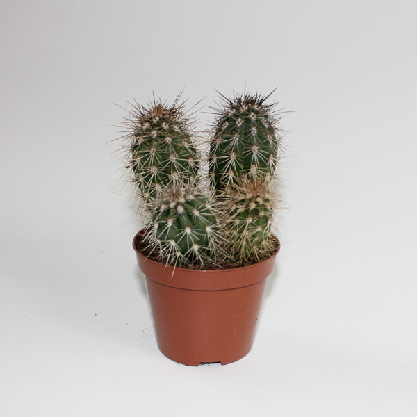 Cereus cactus B Ø8.5cm H20cm
