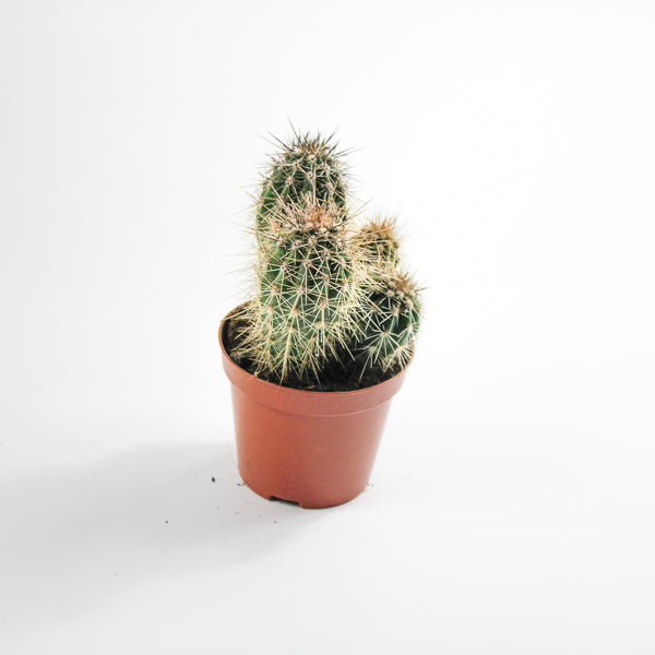 Cereus cactus B Ø8.5cm H20cm