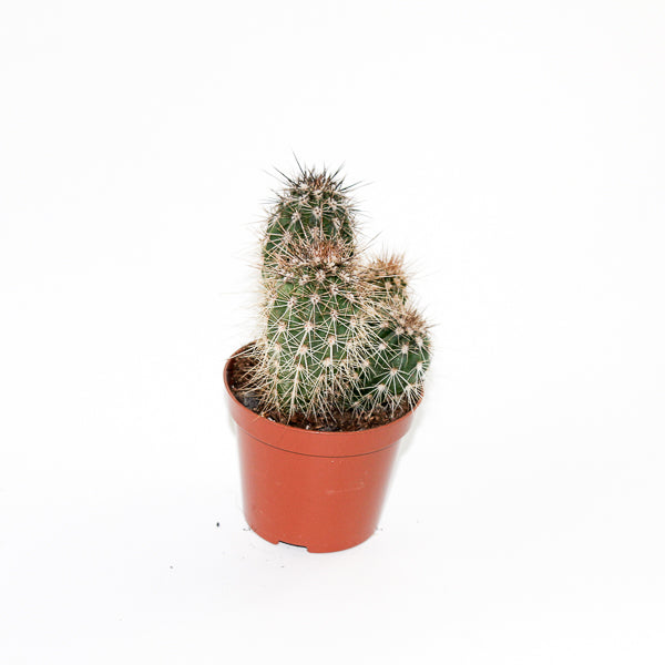 Cereus cactus B Ø8.5cm H20cm