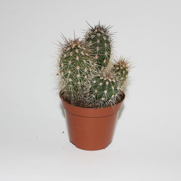 Cereus cactus B Ø8.5cm H20cm