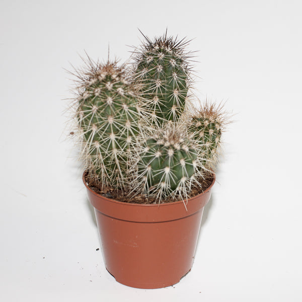 Cereus cactus B Ø8.5cm H20cm