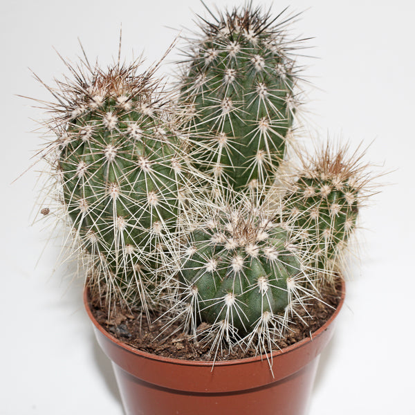 Cereus cactus B Ø8.5cm H20cm