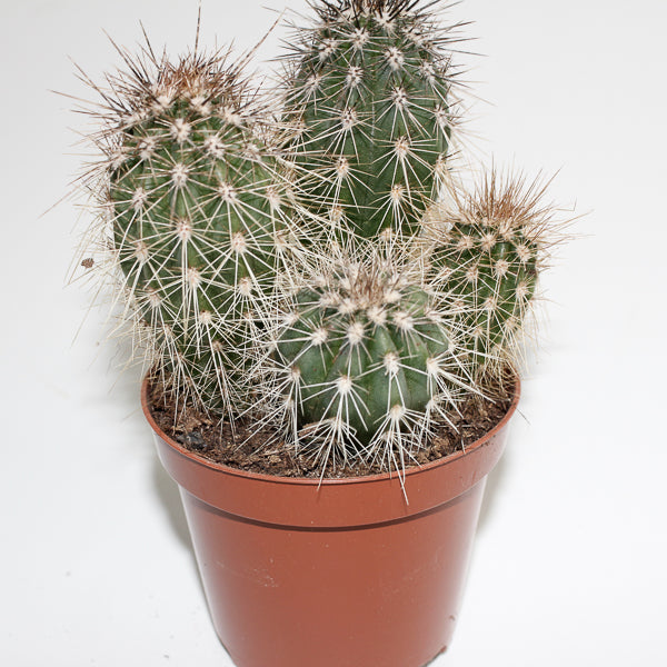 Cereus cactus B Ø8.5cm H20cm
