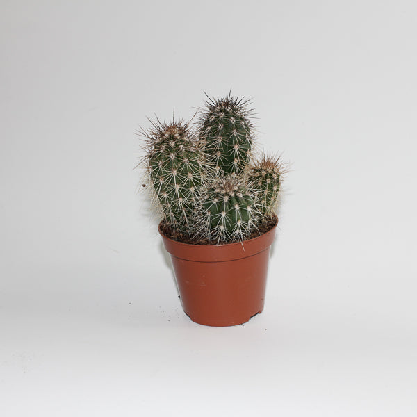 Cereus cactus B Ø8.5cm H20cm