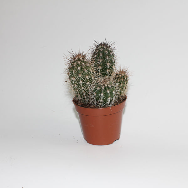 Cereus cactus B Ø8.5cm H20cm