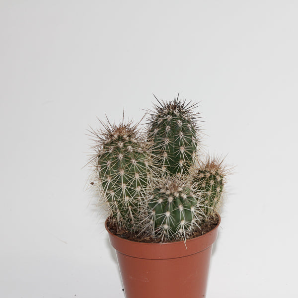 Cereus cactus B Ø8.5cm H20cm