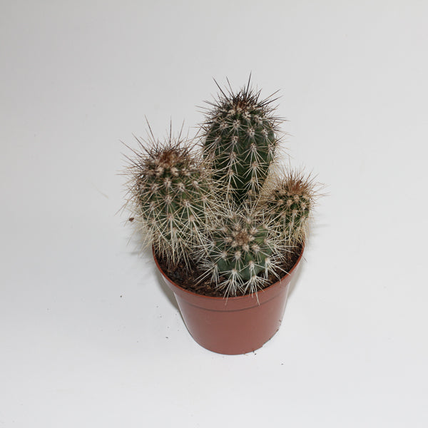 Cereus cactus B Ø8.5cm H20cm