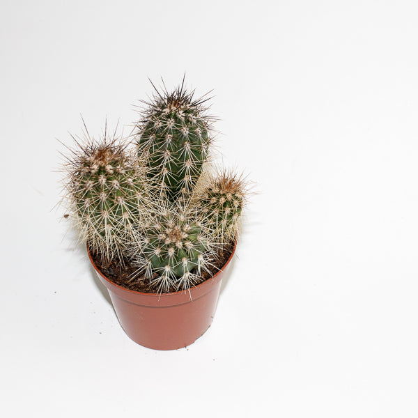 Cereus cactus B Ø8.5cm H20cm