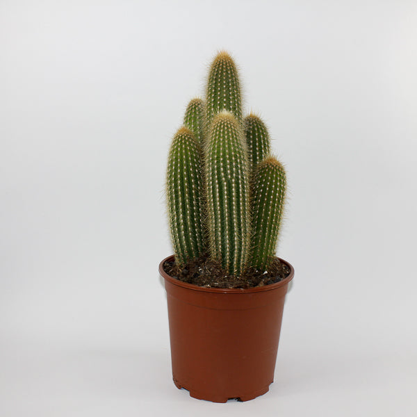 Large Cereus Cactus A Ø21cm H80cm