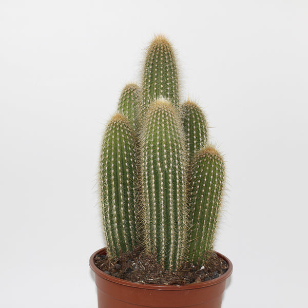 Large Cereus Cactus A Ø21cm H80cm