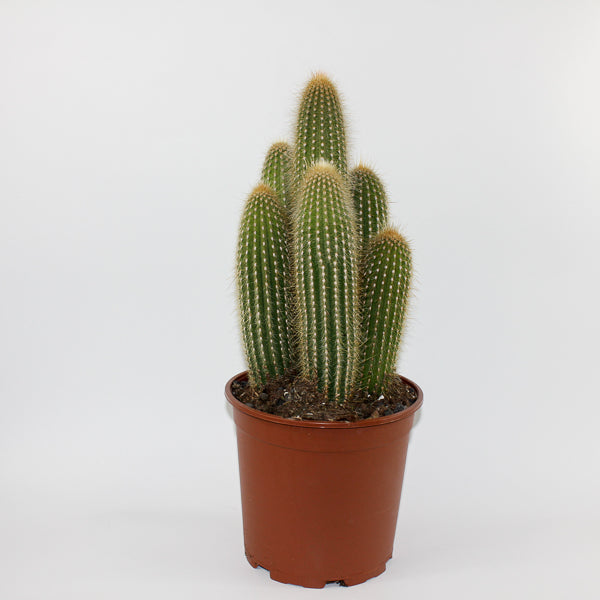 Large Cereus Cactus A Ø21cm H80cm