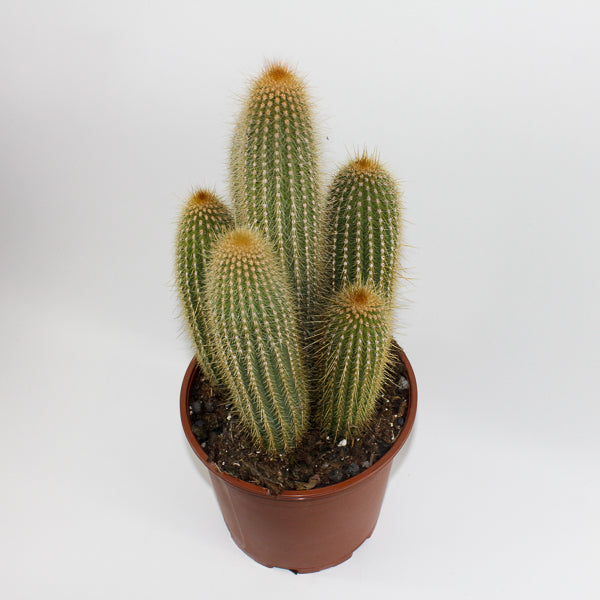 Large Cereus Cactus A Ø21cm H80cm