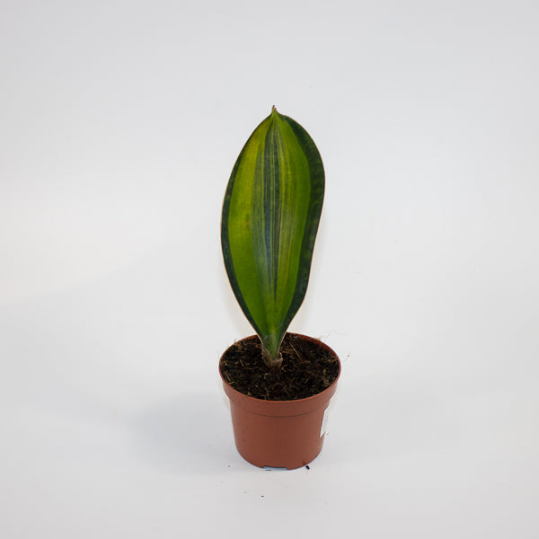 Sansevieria masoniana 'Variegata' Ø9cm H15cm