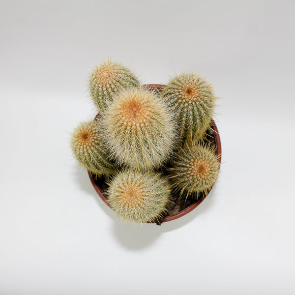 Large Cereus Cactus A Ø21cm H80cm