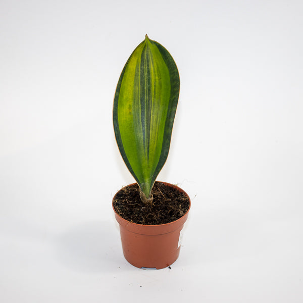 Sansevieria masoniana 'Variegata' Ø9cm H15cm