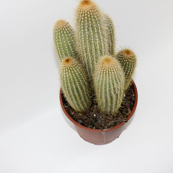 Large Cereus Cactus A Ø21cm H80cm