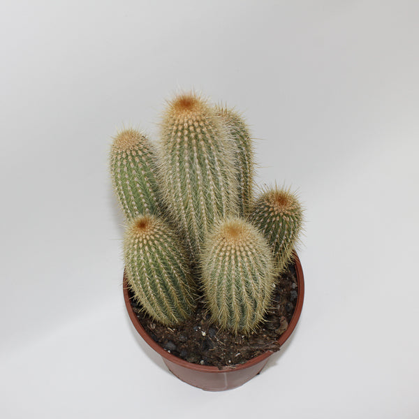 Large Cereus Cactus A Ø21cm H80cm