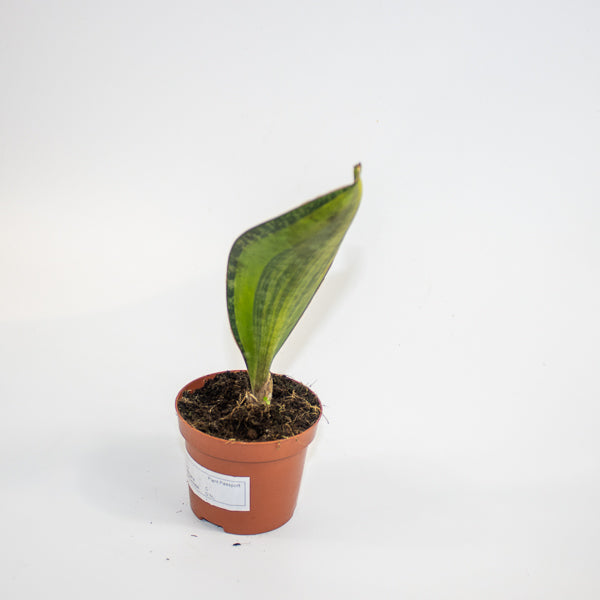 Sansevieria masoniana 'Variegata' Ø9cm H15cm