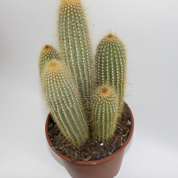 Large Cereus Cactus A Ø21cm H80cm