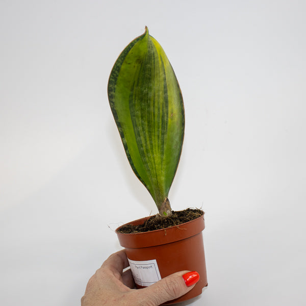 Sansevieria masoniana 'Variegata' Ø9cm H15cm