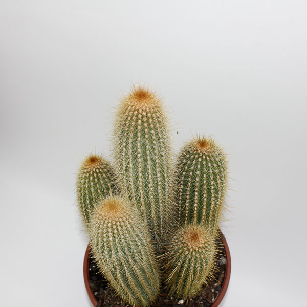 Large Cereus Cactus A Ø21cm H80cm