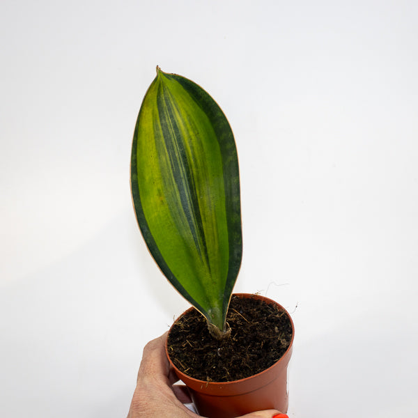 Sansevieria masoniana 'Variegata' Ø9cm H15cm